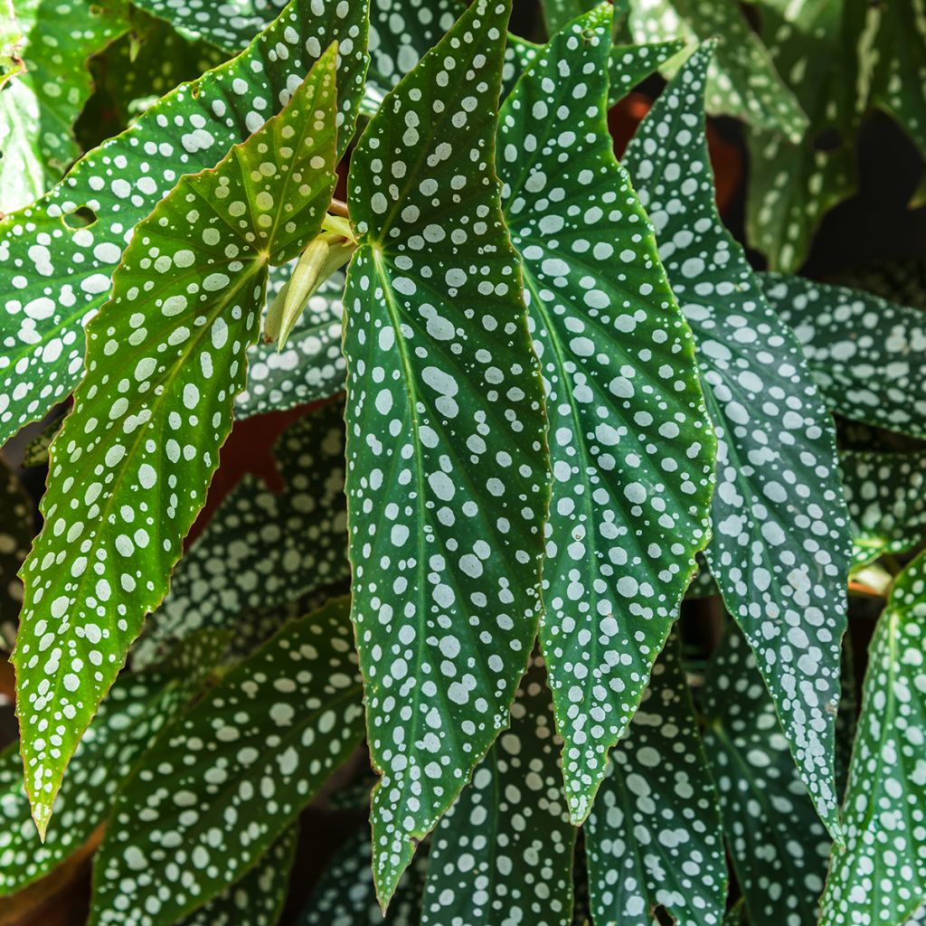 Begonia Wings maculata Silverspot - Bégonia Bambou