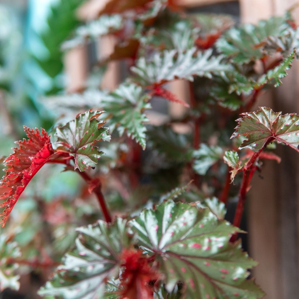 Begonia Wings serratipetala