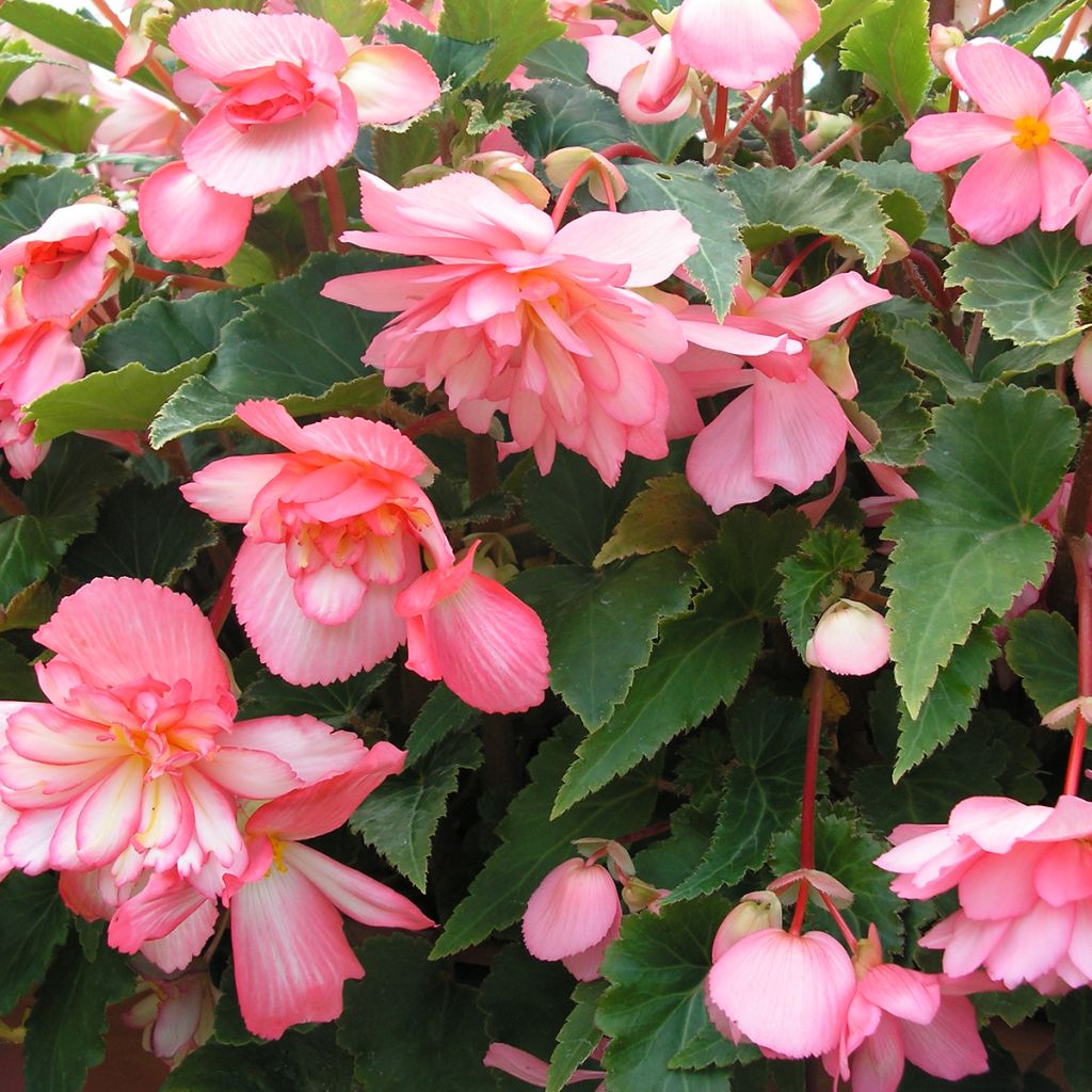 Begonia pendula Chanson Pink and White Bicolor em sementes