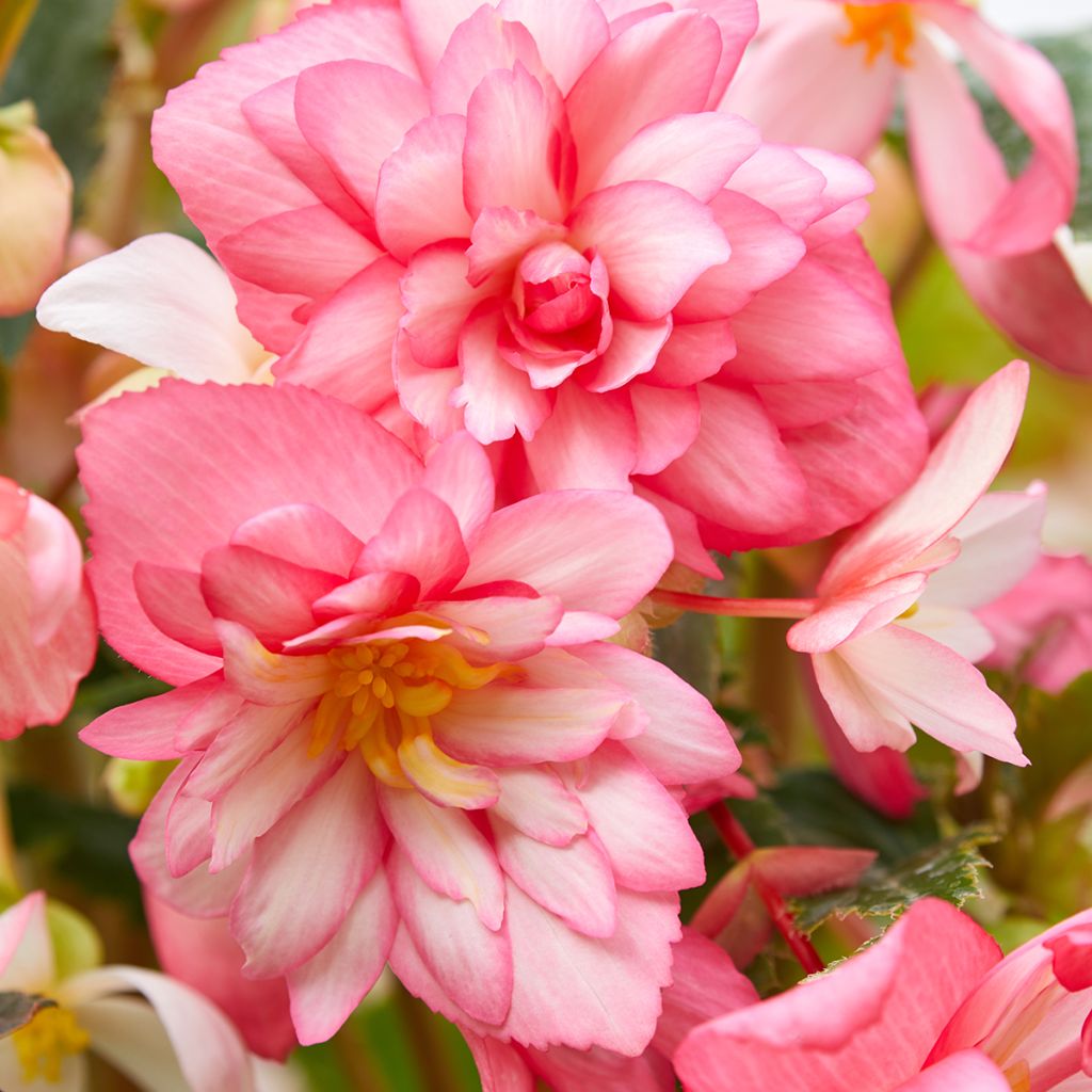 Begonia pendula Chanson Pink and White Bicolor em sementes