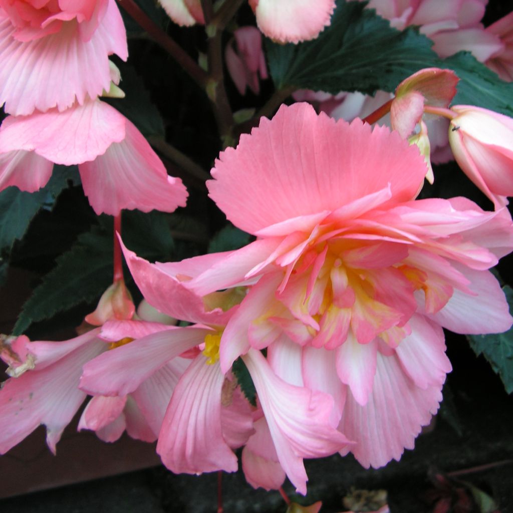 Begonia pendula Chanson Pink and White Bicolor em sementes