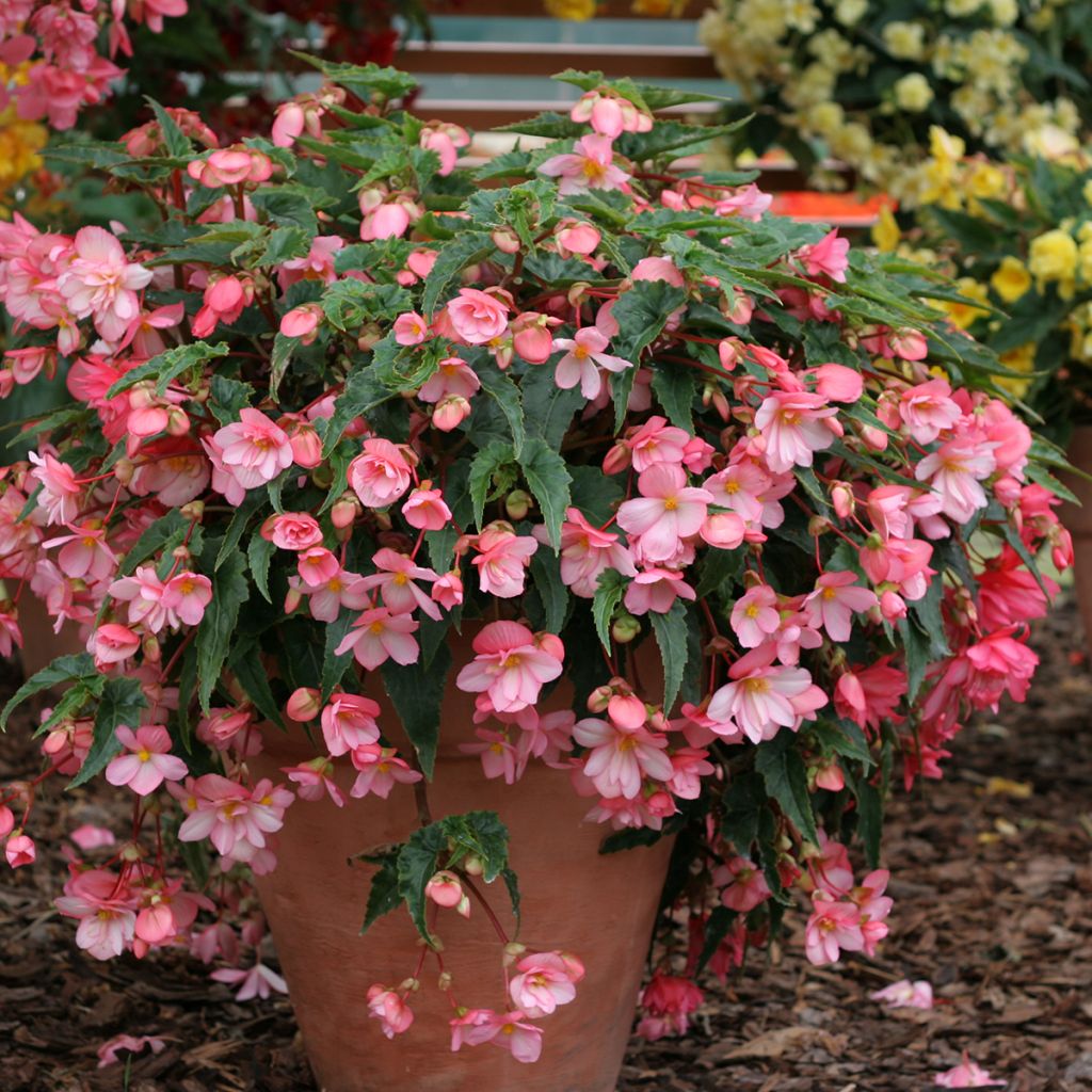 Begonia pendula Chanson Pink and White Bicolor em sementes