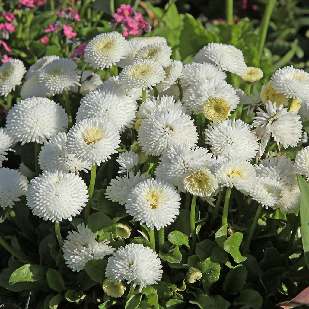 Bonina perennis Bellastar Compact White