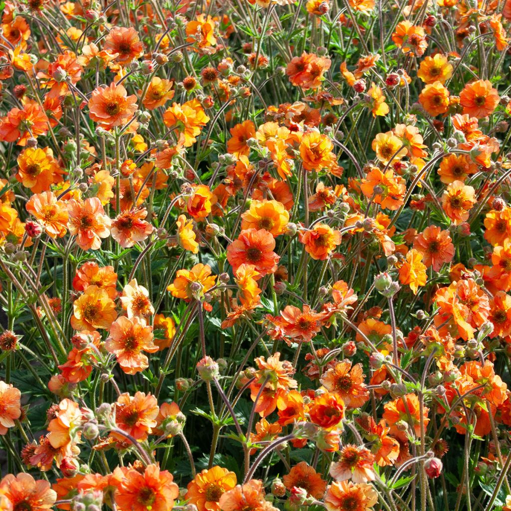 Geum Fire Storm®