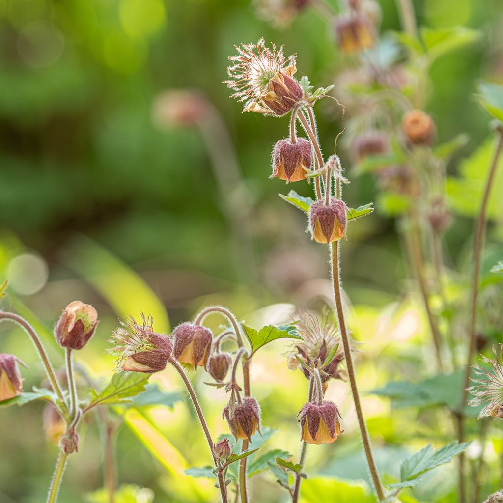 Geum rivale