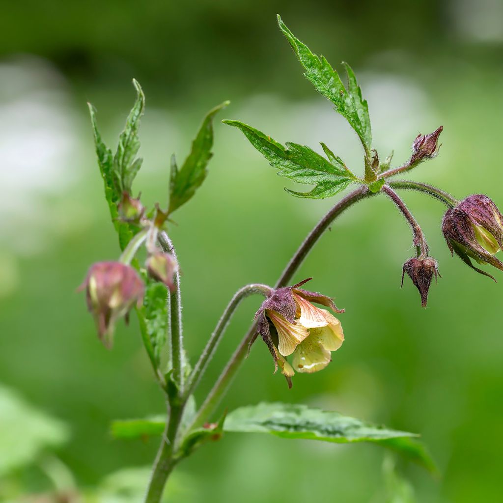 Geum rivale