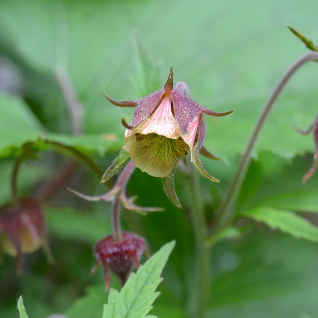 Geum rivale