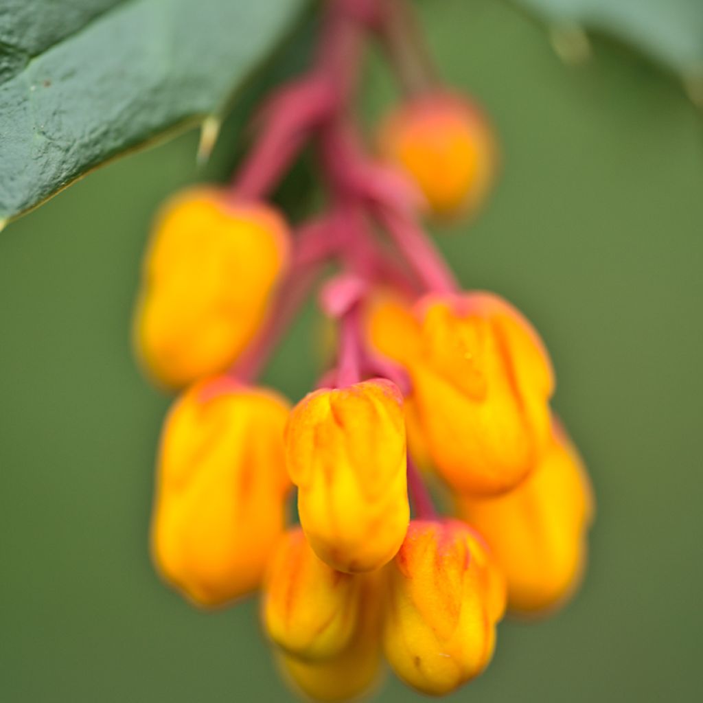 Berberis darwinii Compacta