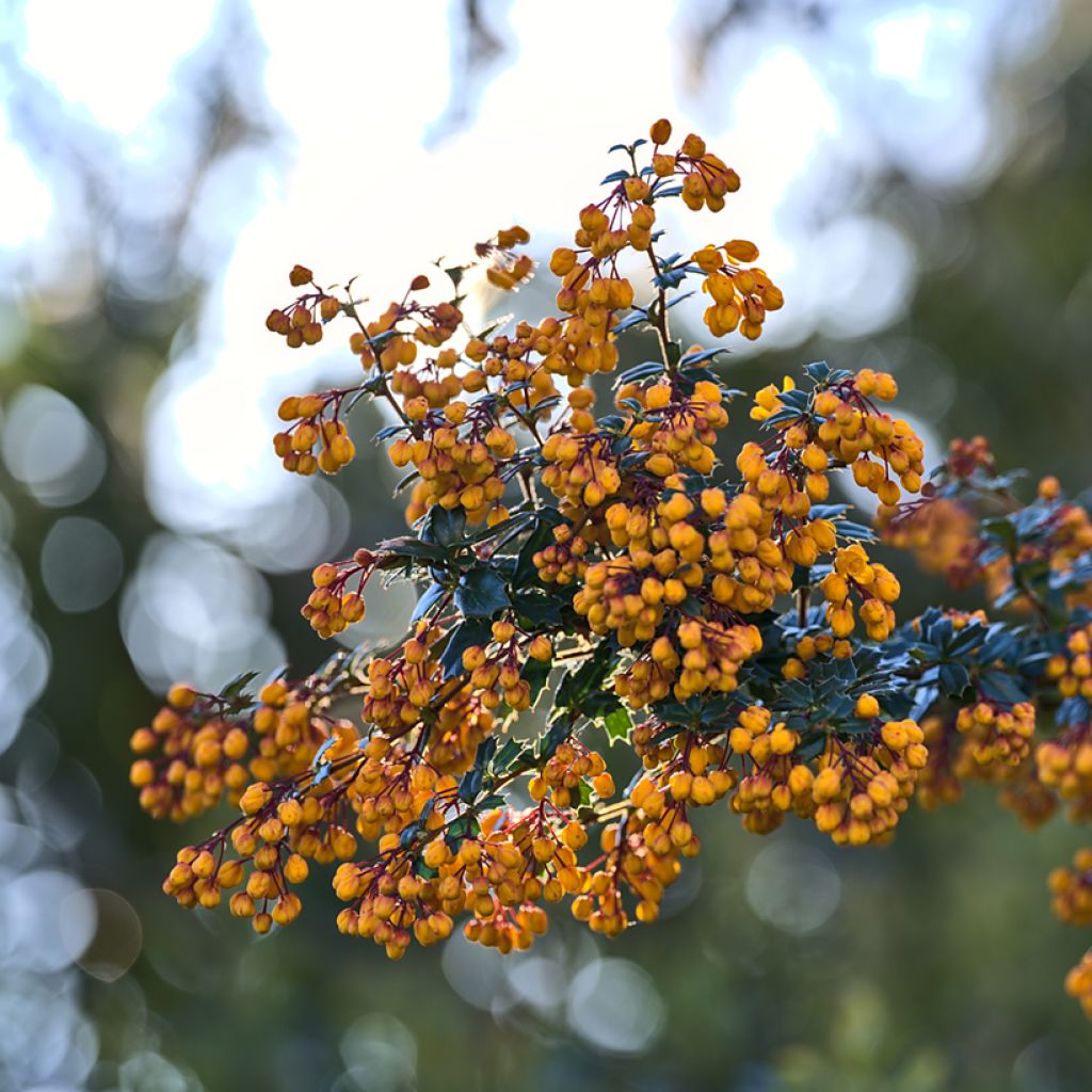 Berberis darwinii Compacta