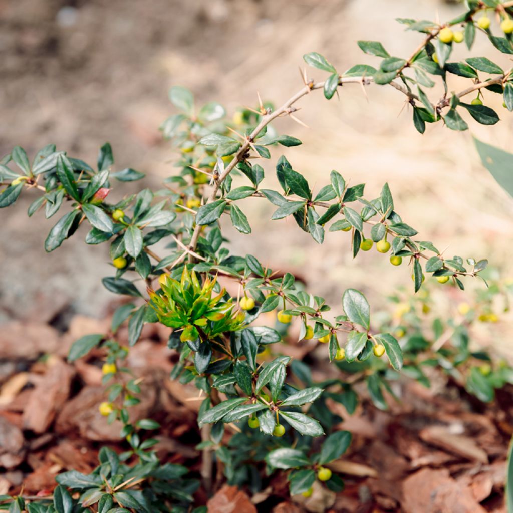Berberis darwinii Compacta