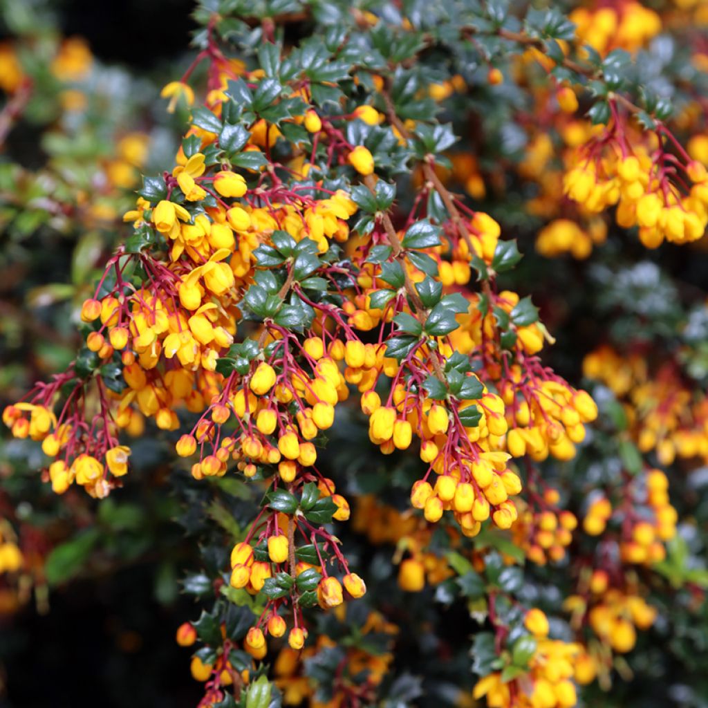 Berberis darwinii