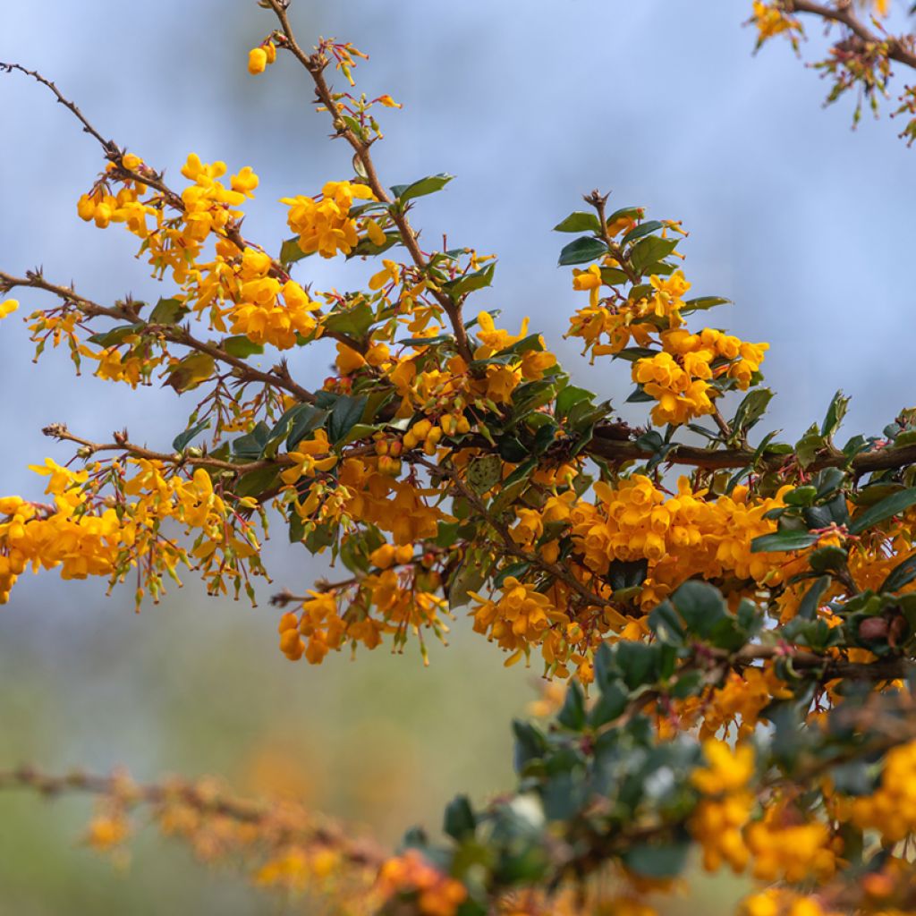 Berberis darwinii