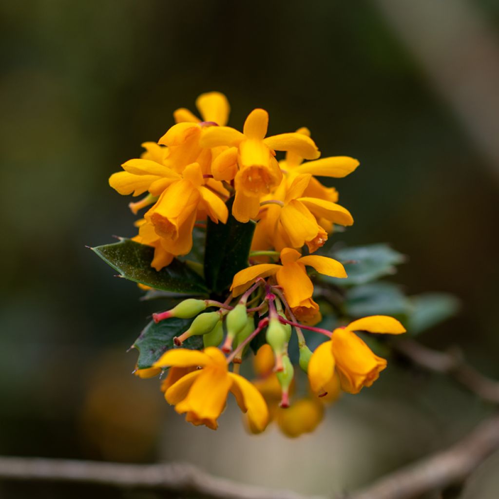Berberis darwinii