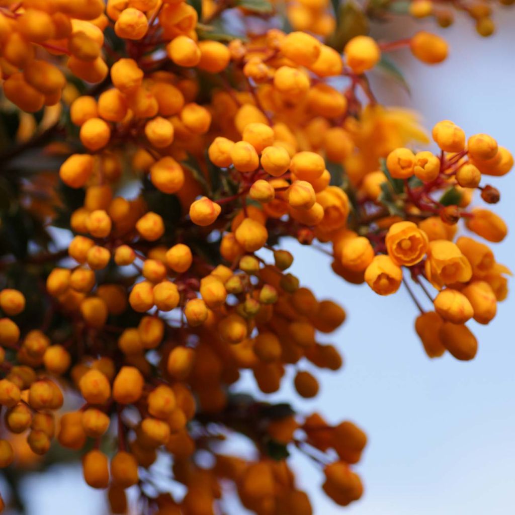 Berberis darwinii Compacta