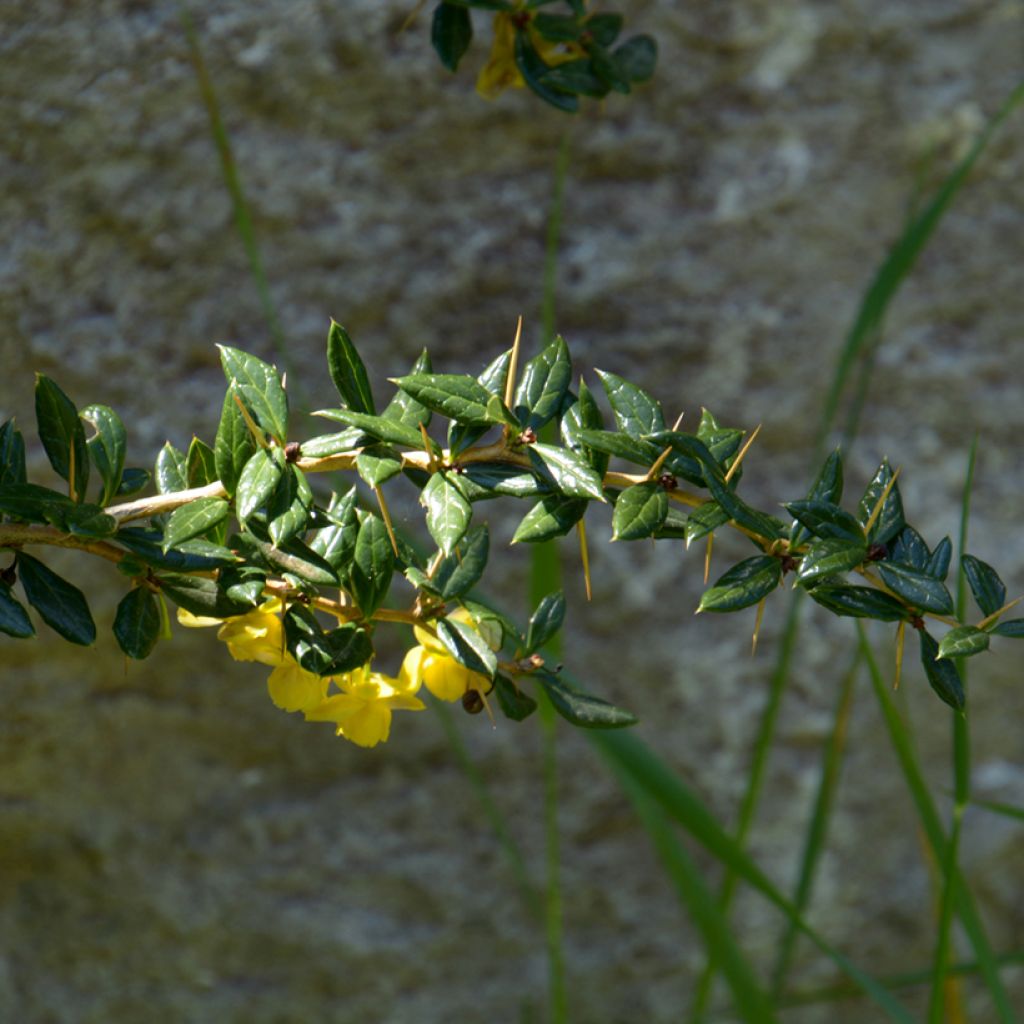 Berberis × frikartii Amstelveen