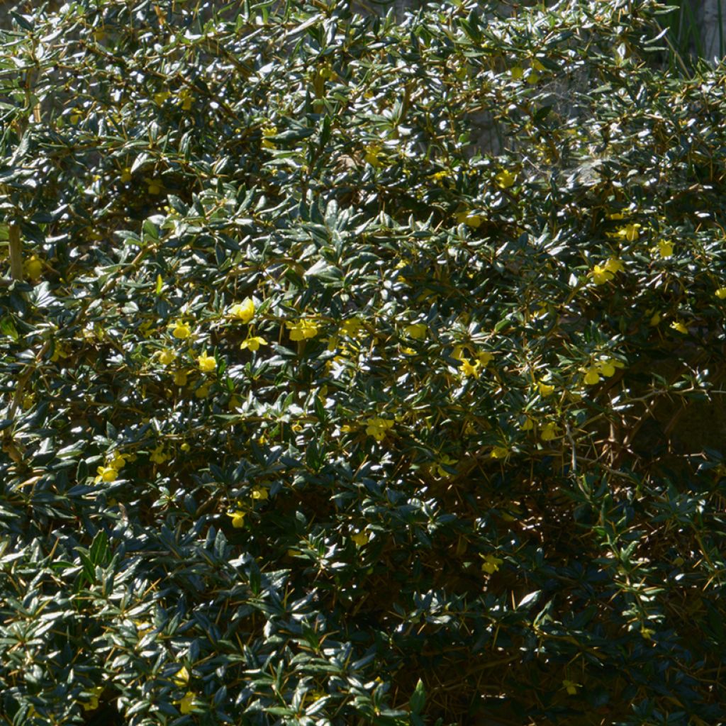 Berberis × frikartii Amstelveen