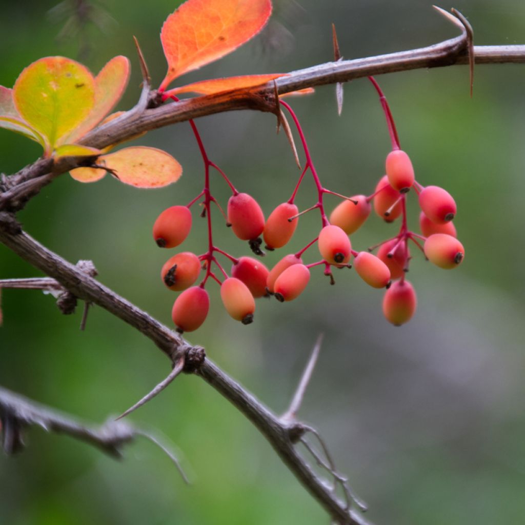 Berberis koreana