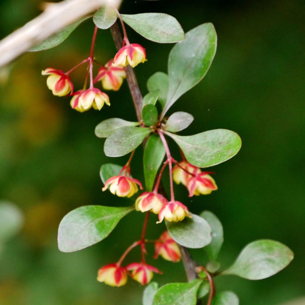 Berberis koreana
