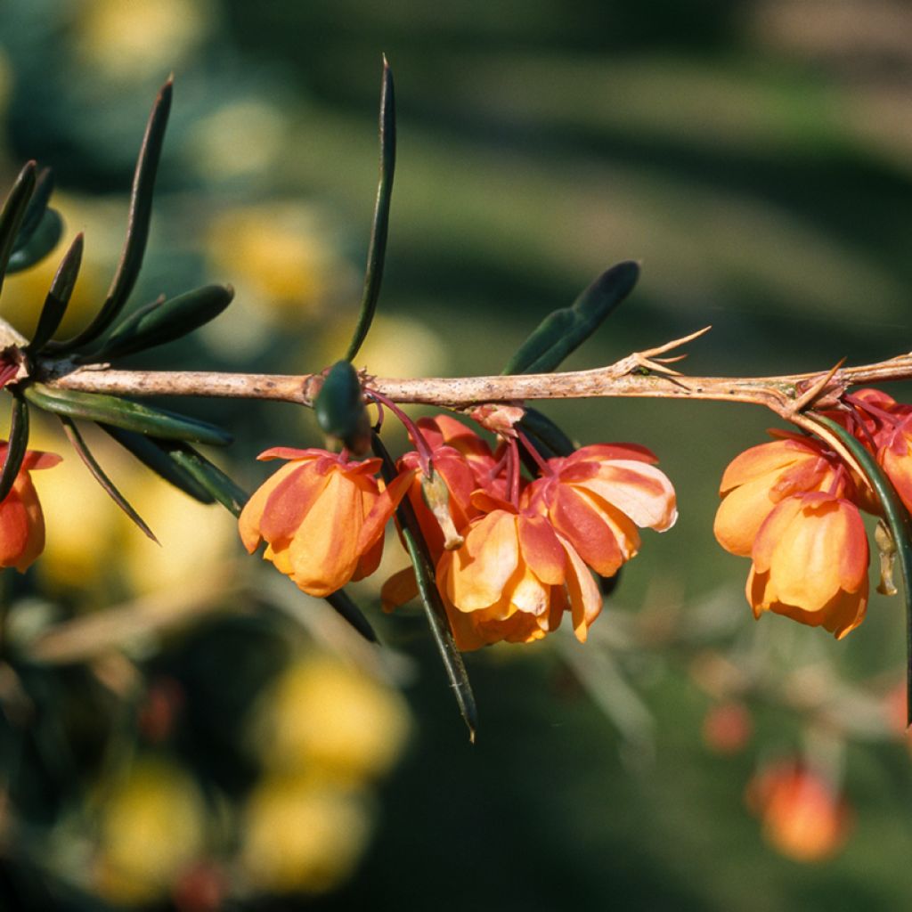 Berberis linearifolia Orange King