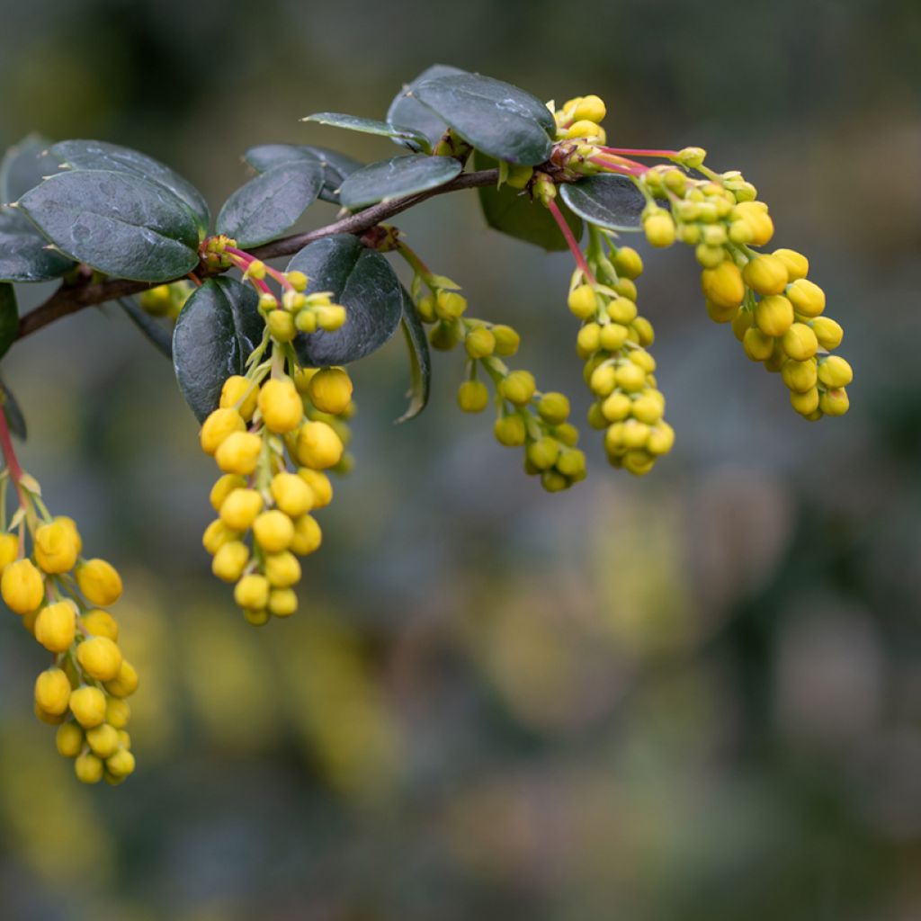 Berberis linearifolia Orange King