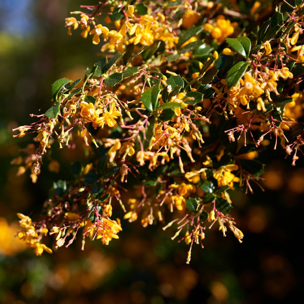 Berberis lologensis Apricot Queen