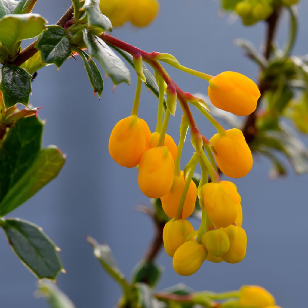 Berberis lologensis Apricot Queen