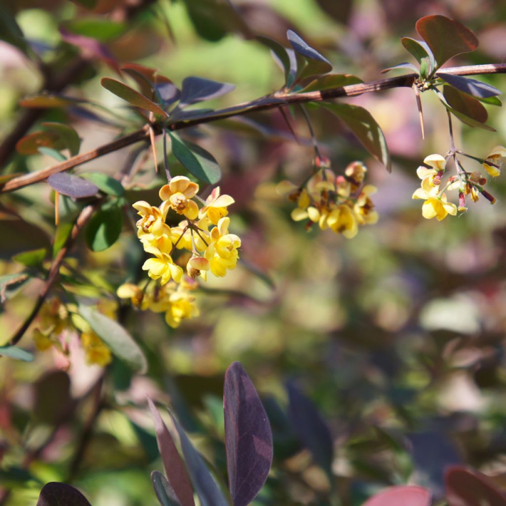 Berberis ottawensis Auricoma