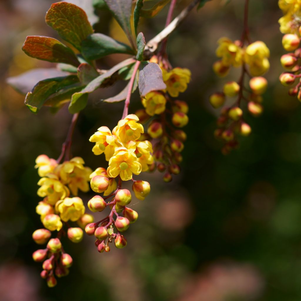 Berberis ottawensis Superba
