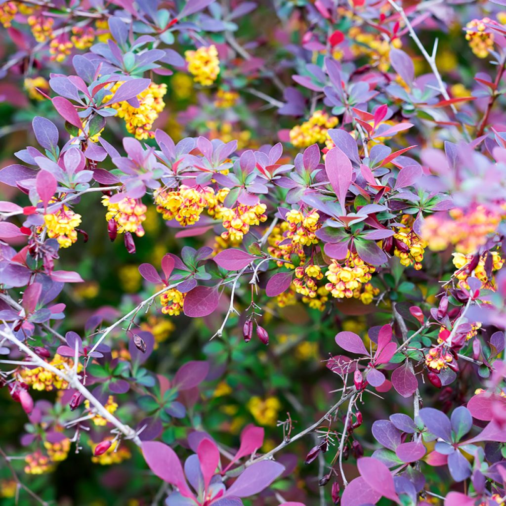 Berberis ottawensis Superba