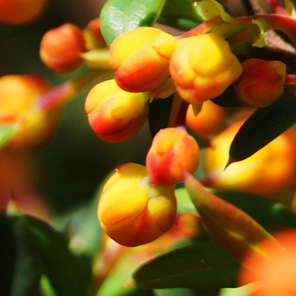 Berberis stenophylla Corallina Compacta