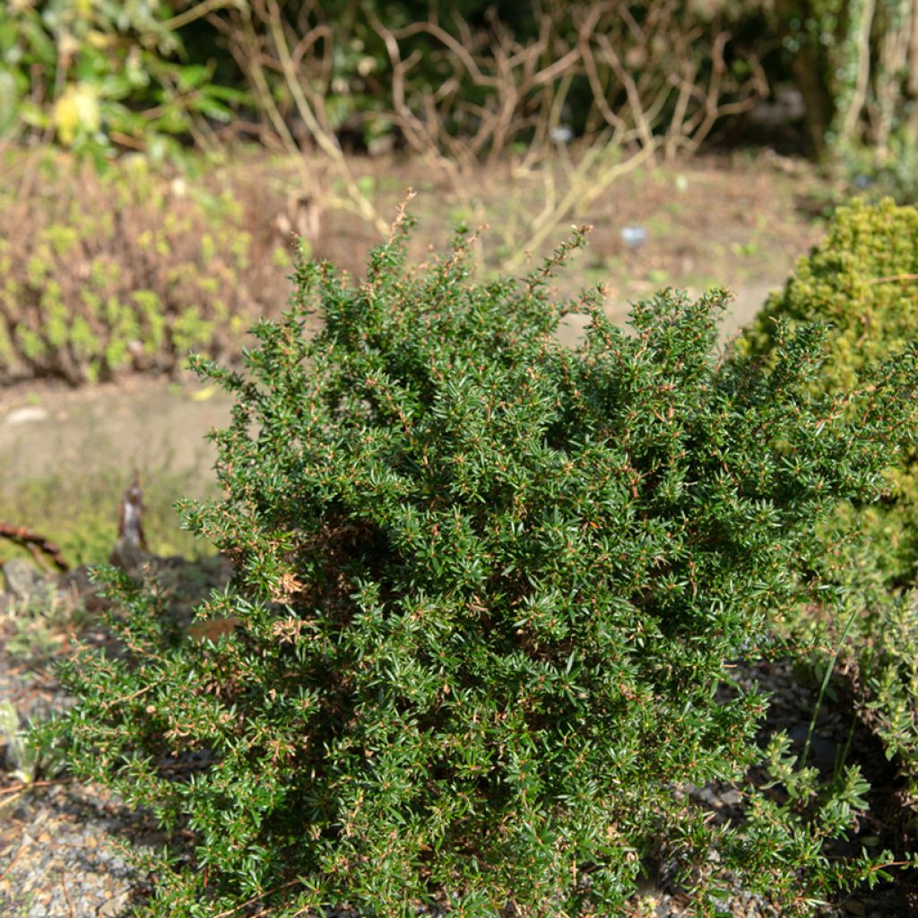 Berberis stenophylla Corallina Compacta