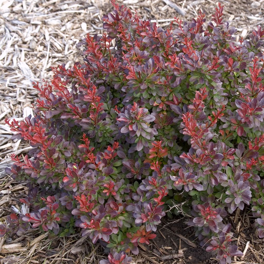 Berberis thunbergii Cabernet