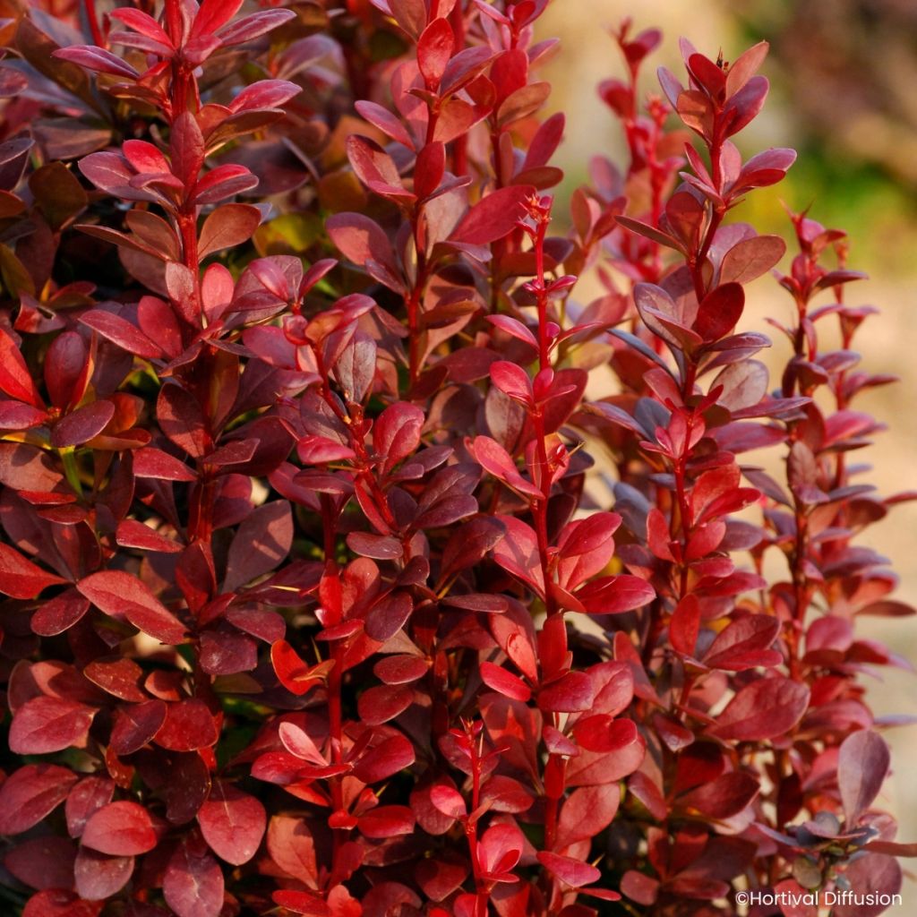 Berberis thunbergii Red Torch