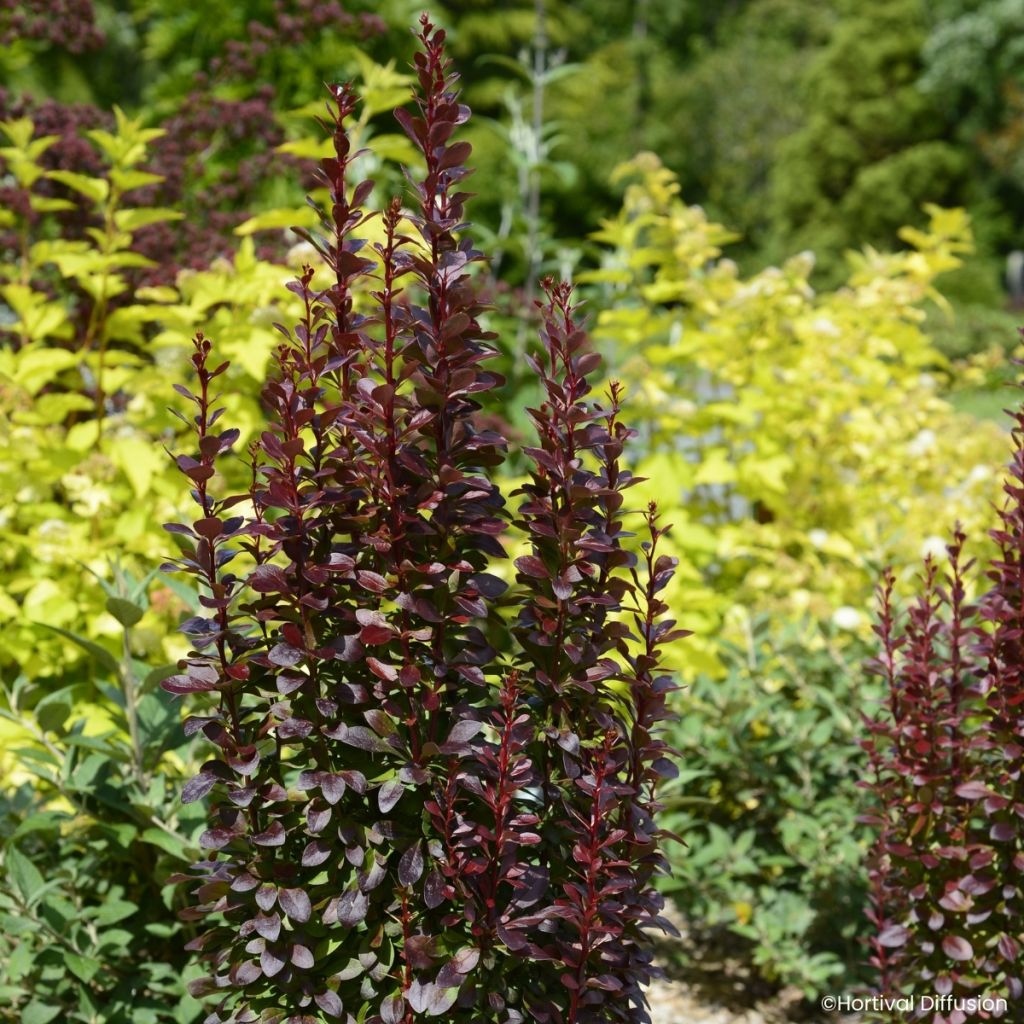 Berberis thunbergii Red Torch