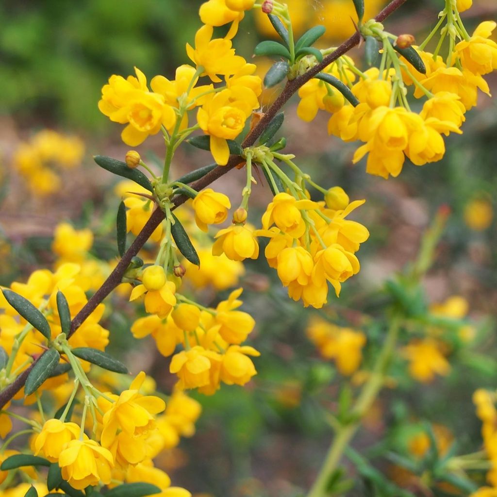 Berberis x stenophylla - Épine-vinette à feuilles étroites 