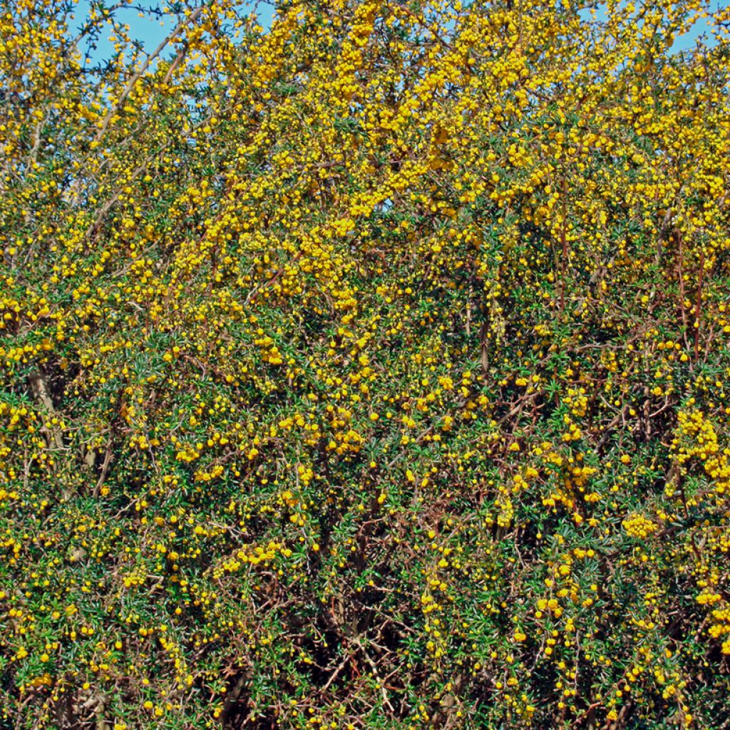 Berberis × stenophylla