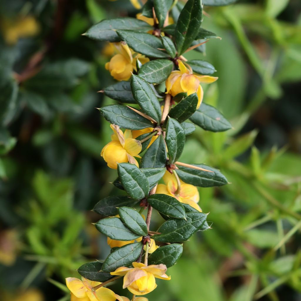 Berberis × hybrido