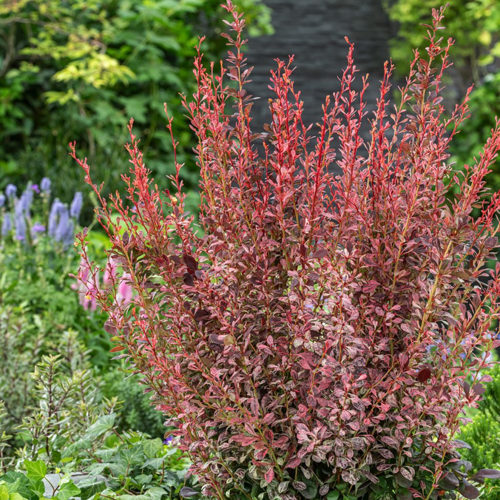 Berberis thunbergii Pink Pillar - Bérberis-do-japão