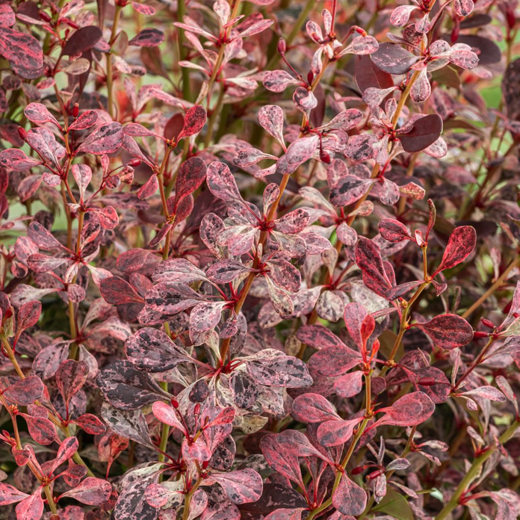 Berberis thunbergii Pink Pillar - Bérberis-do-japão