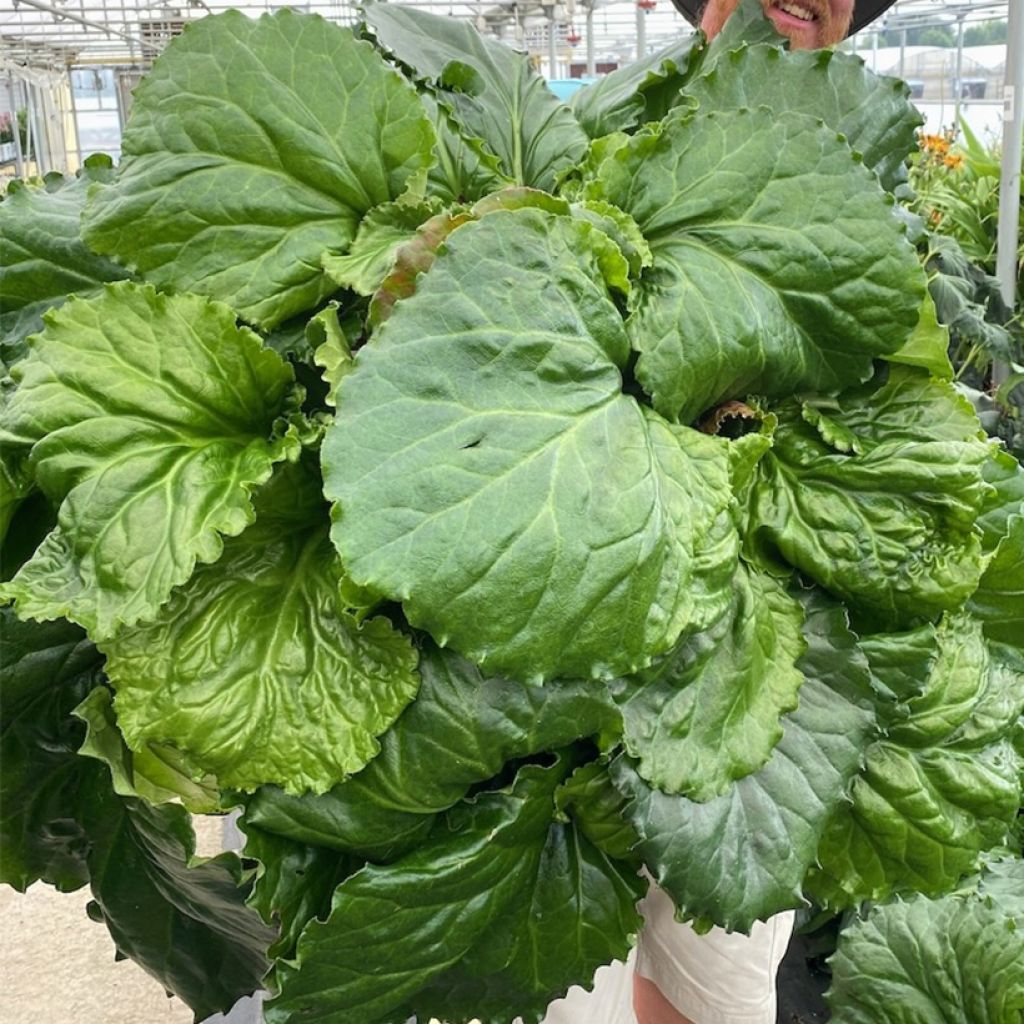 Bergénia Ripple Effect