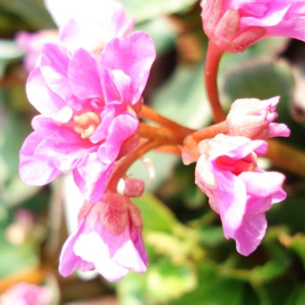 Bergénia cordifolia