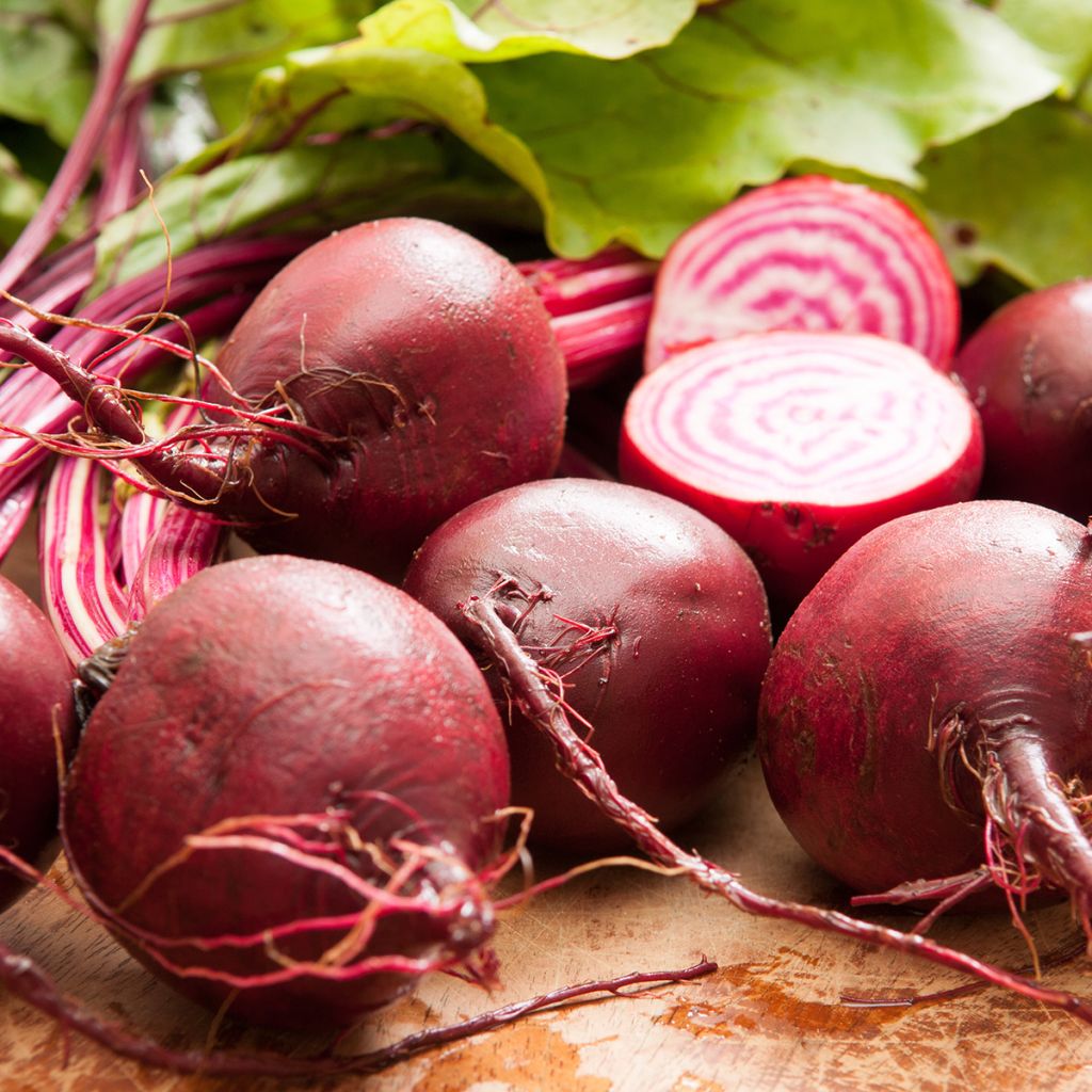 Beterraba Chioggia