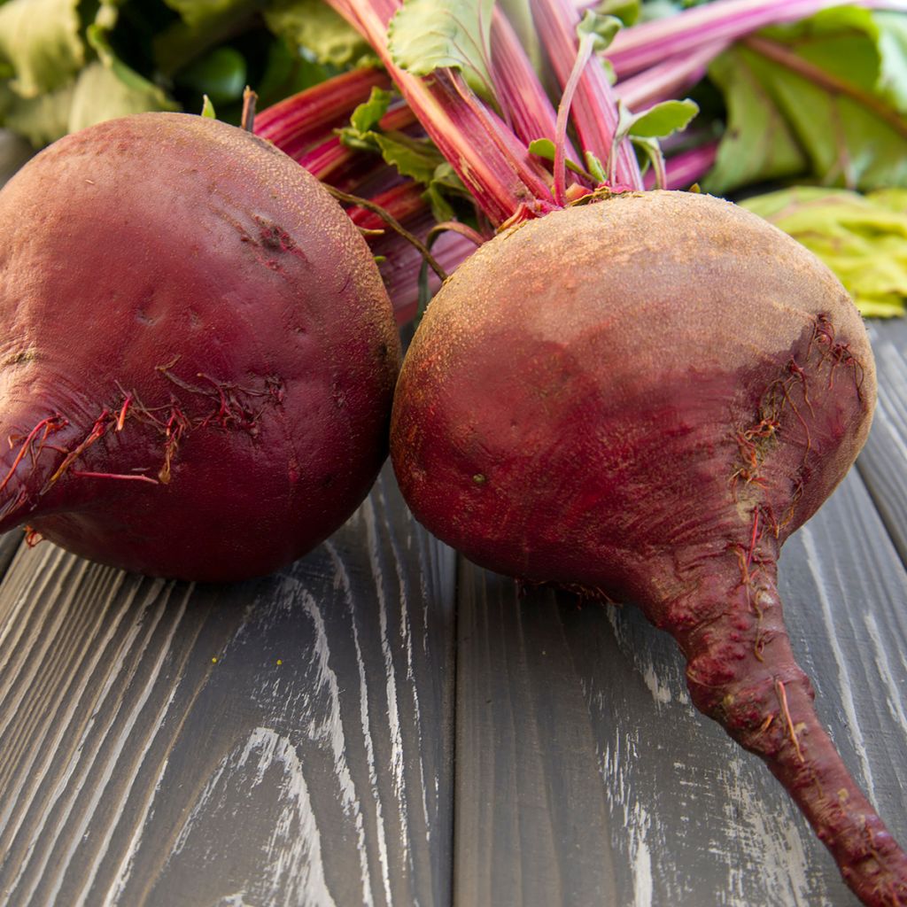 Beterraba Chioggia