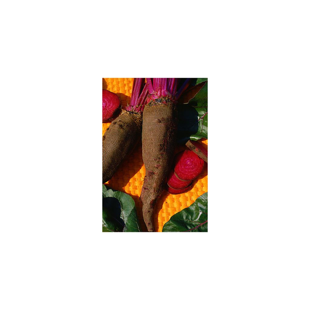 Betteraba Crapaudine