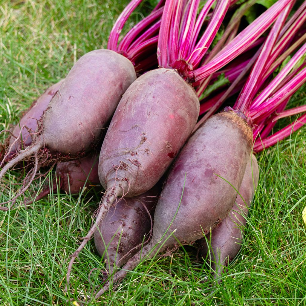Beterraba Cylindra