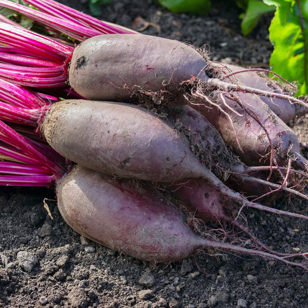 Beterraba Cylindra