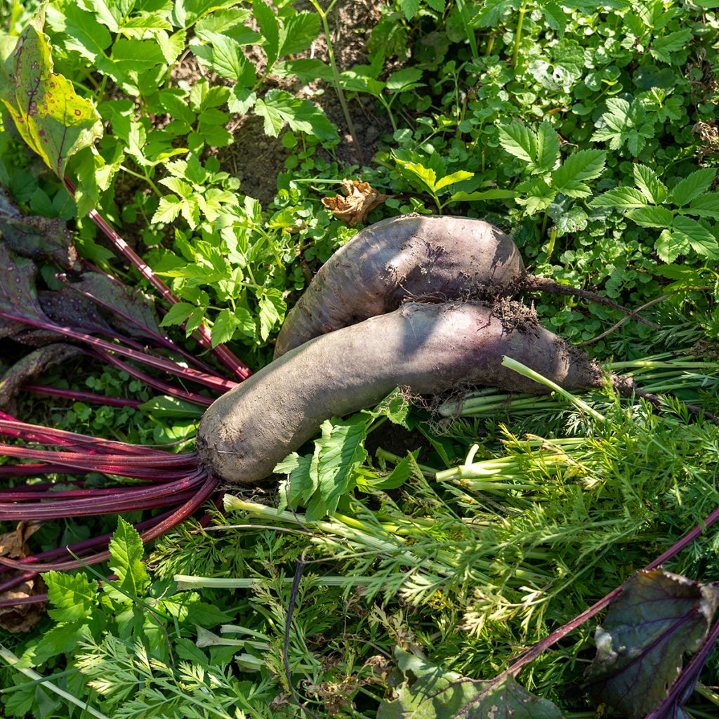 Beterraba Cylindra