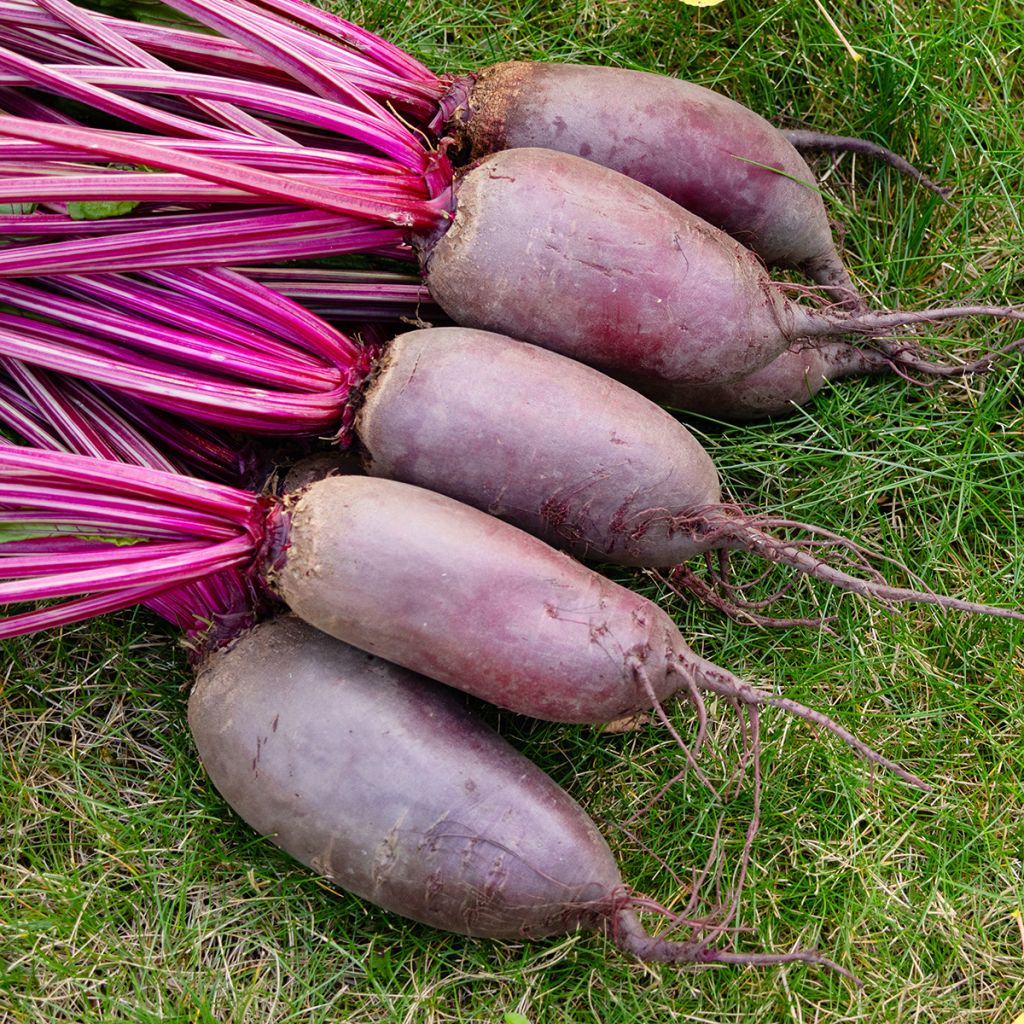 Beterraba Cylindra