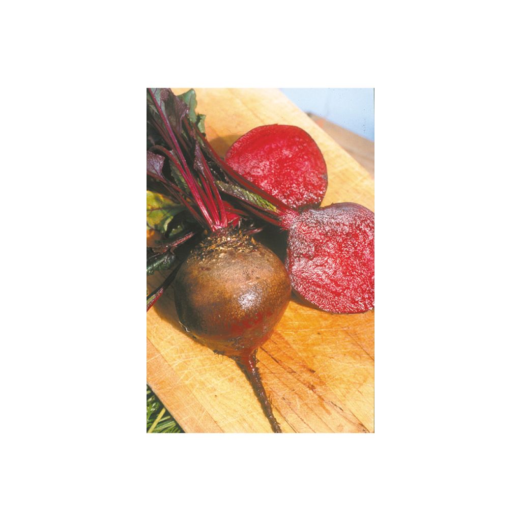 Betterave Globe de Detroit