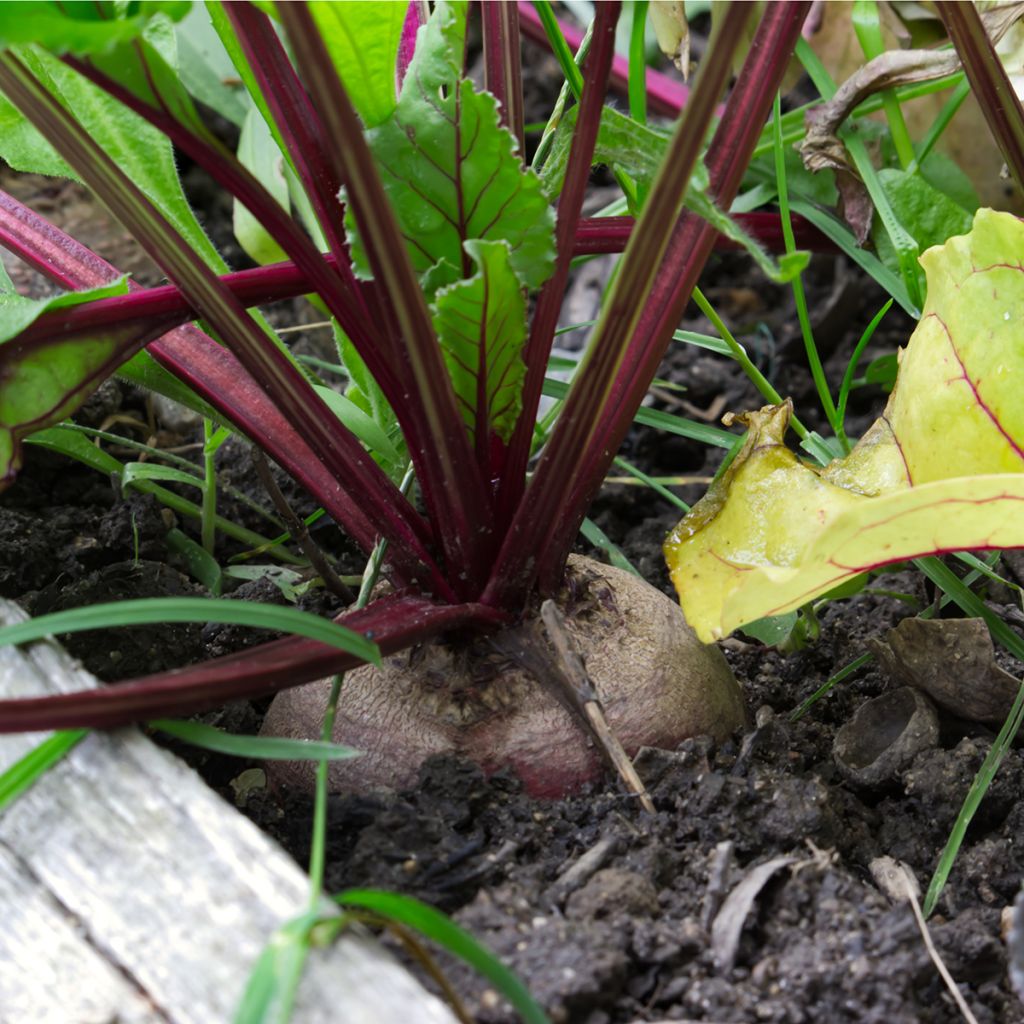 Beterraba do Egito Preta achatada do Egipto